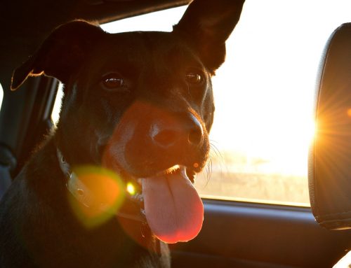 Comment voyager paisiblement en voiture avec son chien?
